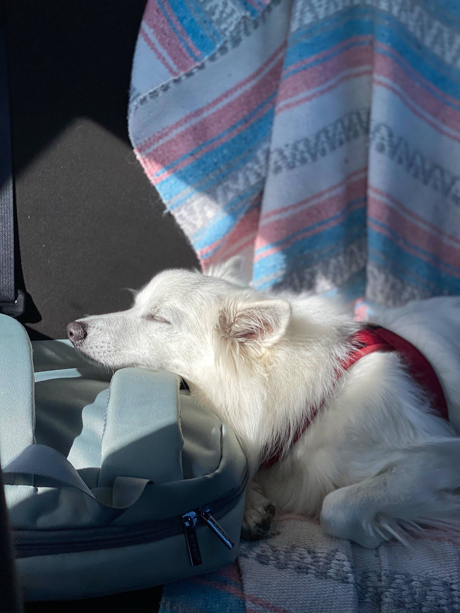 Yeti Spaghetti is registered to the contest to win money with this photo: canidae, carnivore, collar, comfort, companion_dog, dog_breed, fawn, felidae, fur, goats, linens, paper, plastic_bag, small_to_medium_sized_cats, snout, sporting_group, terrestrial_animal, whiskers, windshield, working_animal