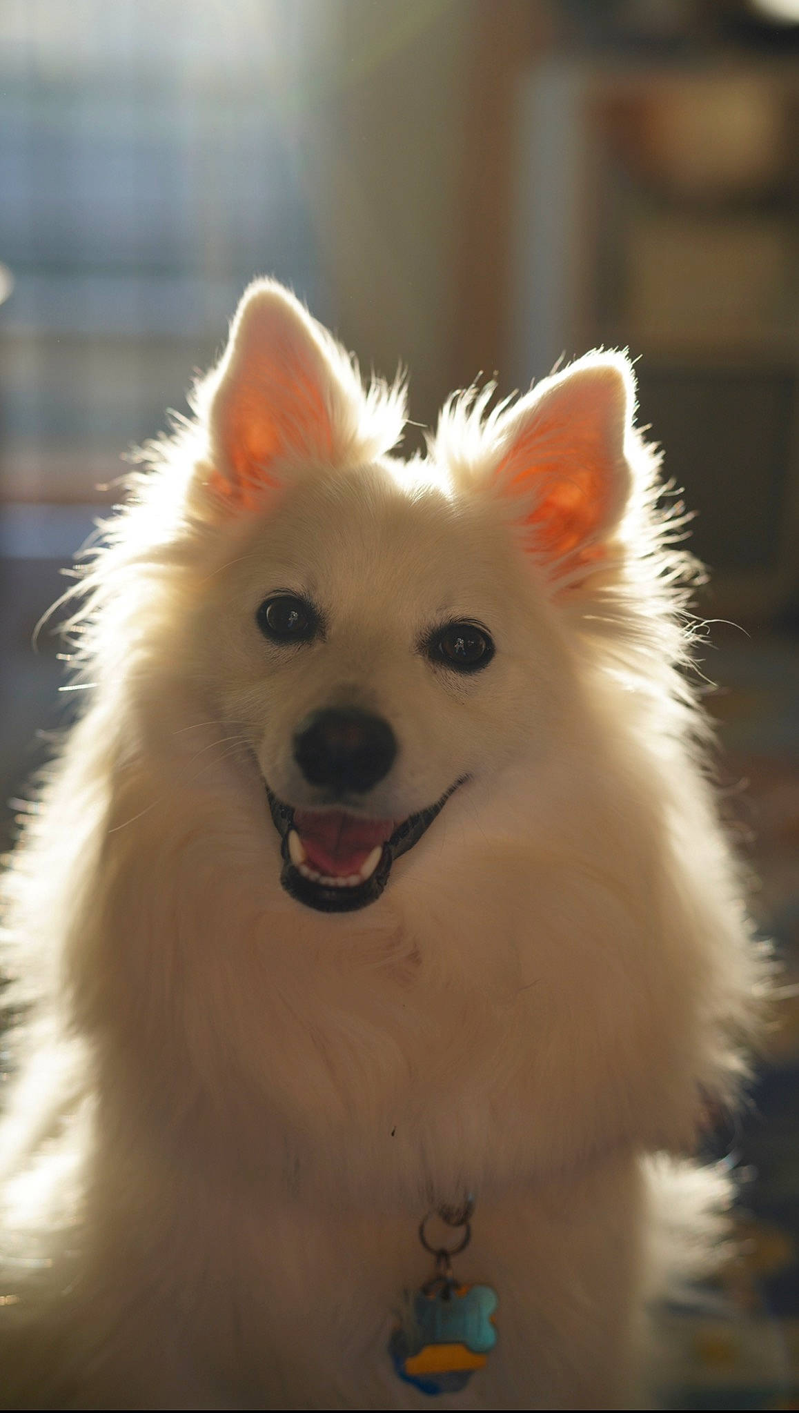 Yeti Spaghetti is registered to the contest to win money with this photo: carnivore, companion_dog, dog, dog_breed, ear, fawn, fur, german_spitz, german_spitz_klein, happy, indian_spitz, iris, japanese_spitz, samoyed, snout, spitz, sporting_group, volpino_italiano, whiskers, working_animal