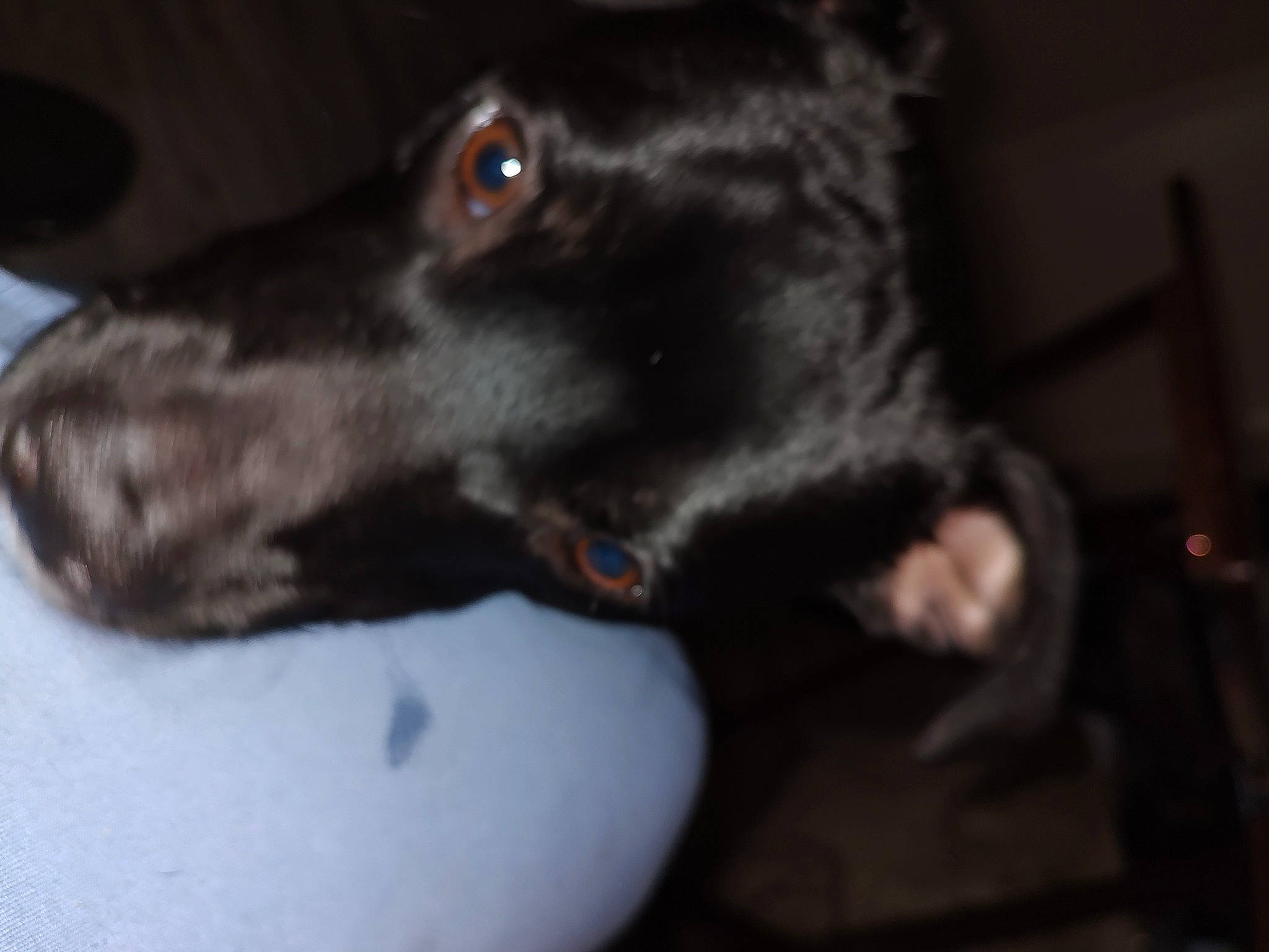 Vito joined the competition — help win amazing prizes! borador, carnivore, companion_dog, dog, dog_breed, ear, fur, guard_dog, gun_dog, hunting_dog, liver, snout, sporting_group, terrestrial_animal, whiskers, working_animal