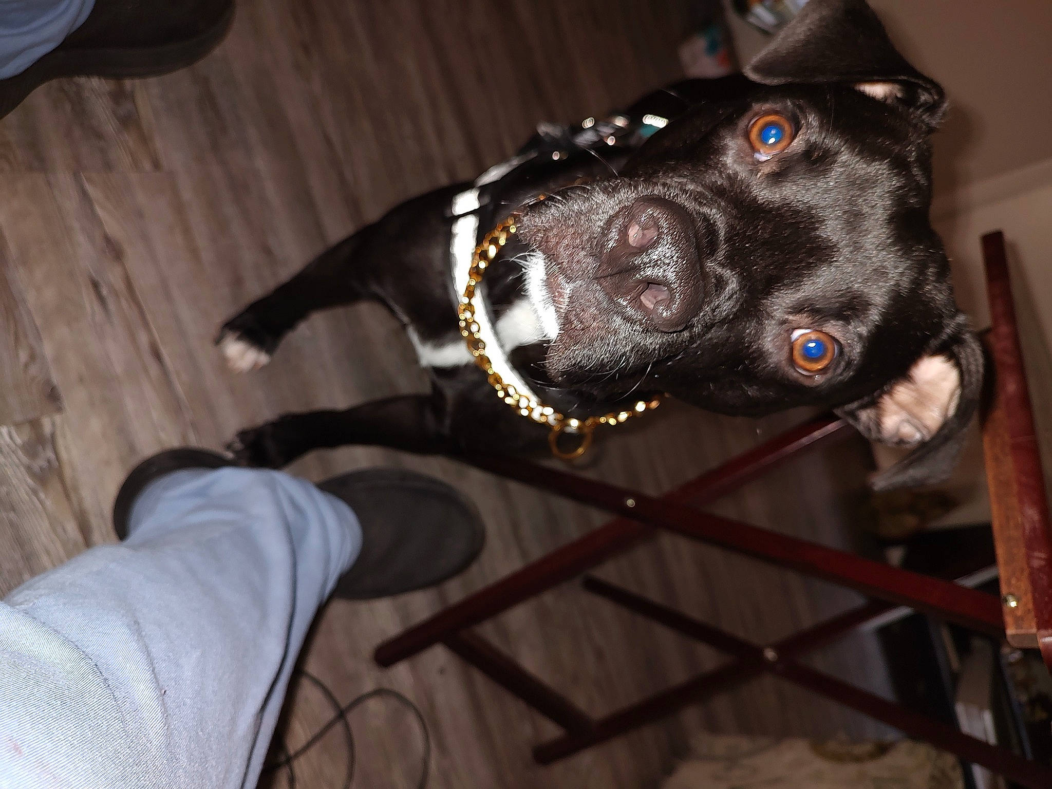 Vito joined the competition — help win amazing prizes! borador, canidae, carnivore, collar, companion_dog, dog, dog_breed, dog_collar, flooring, fur, guard_dog, hardwood, non_sporting_group, personal_protective_equipment, pet_supply, snout, sporting_group, whiskers, wood, working_animal