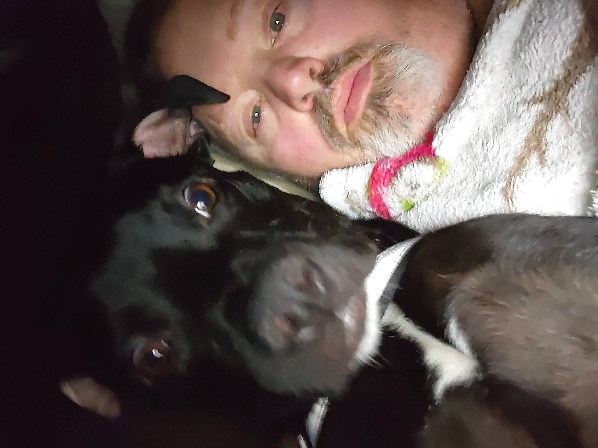 Vito is registered to the contest to win money with this photo: beard, canidae, carnivore, comfort, companion_dog, darkness, dog, dog_breed, ear, eyelash, flash_photography, formal_wear, fur, gesture, jaw, mouth, nose, snout, sporting_group, whiskers