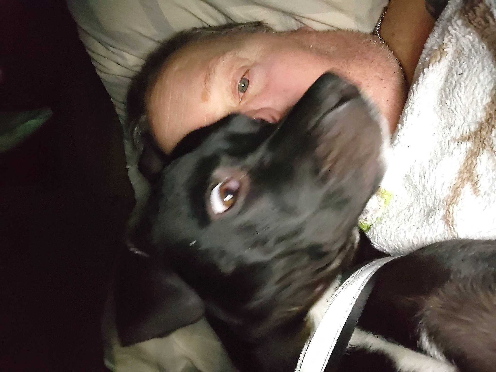 Vito is registered to the contest to win money with this photo: canidae, carnivore, collar, comfort, companion_dog, dog, dog_breed, ear, elbow, eyelash, fawn, flash_photography, formal_wear, fur, gesture, jaw, snout, sporting_group, whiskers, working_animal