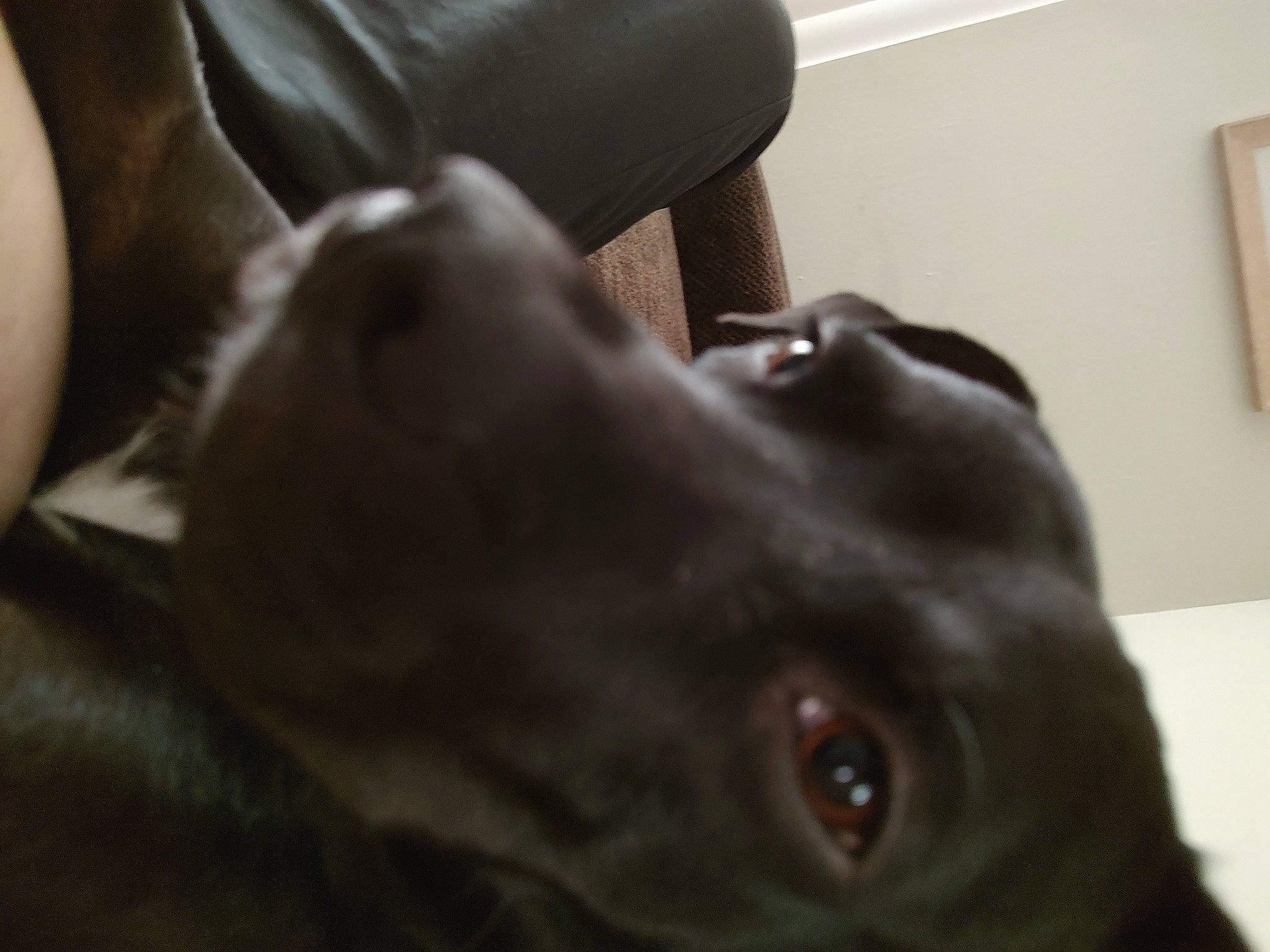 Vito joined the competition — help win amazing prizes! borador, canidae, carnivore, comfort, companion_dog, dog, dog_breed, ear, fawn, fur, guard_dog, gun_dog, liver, non_sporting_group, picture_frame, pointing_breed, retriever, wall_plate, whiskers, working_animal