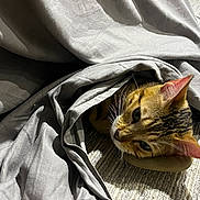 Rufus joined the competition — help win amazing prizes! cat, tabby, blanket, cozy, indoor, pet, fur, ears, whiskers, resting, carpet, texture, curious, animal, snuggled, soft, gray, light, shadow, cute