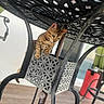 cat, feline, animal, pet, curious, metal_table, lattice_pattern, outdoor, wooden_floor, paw, spot_pattern, focus, decorative, furniture, domestic_animal, indoor_outdoor, whiskers, ears, playful, table_leg