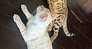 Rufus joined the competition — help win amazing prizes! cat, cats, feline, pet, pets, animal, animals, indoor, floor, wooden_floor, laying_down, relaxed, two_cats, striped_cat, spotted_cat, cream_cat, fur, whiskers, ears, tail