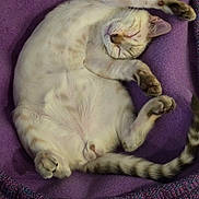 Albus joined the competition — help win amazing prizes! cat, sleeping, pet_bed, purple, cozy, fur, paws, relaxed, animal, domestic, cute, resting, whiskers, tail, indoor, mammal, soft, comfort, nap, feline