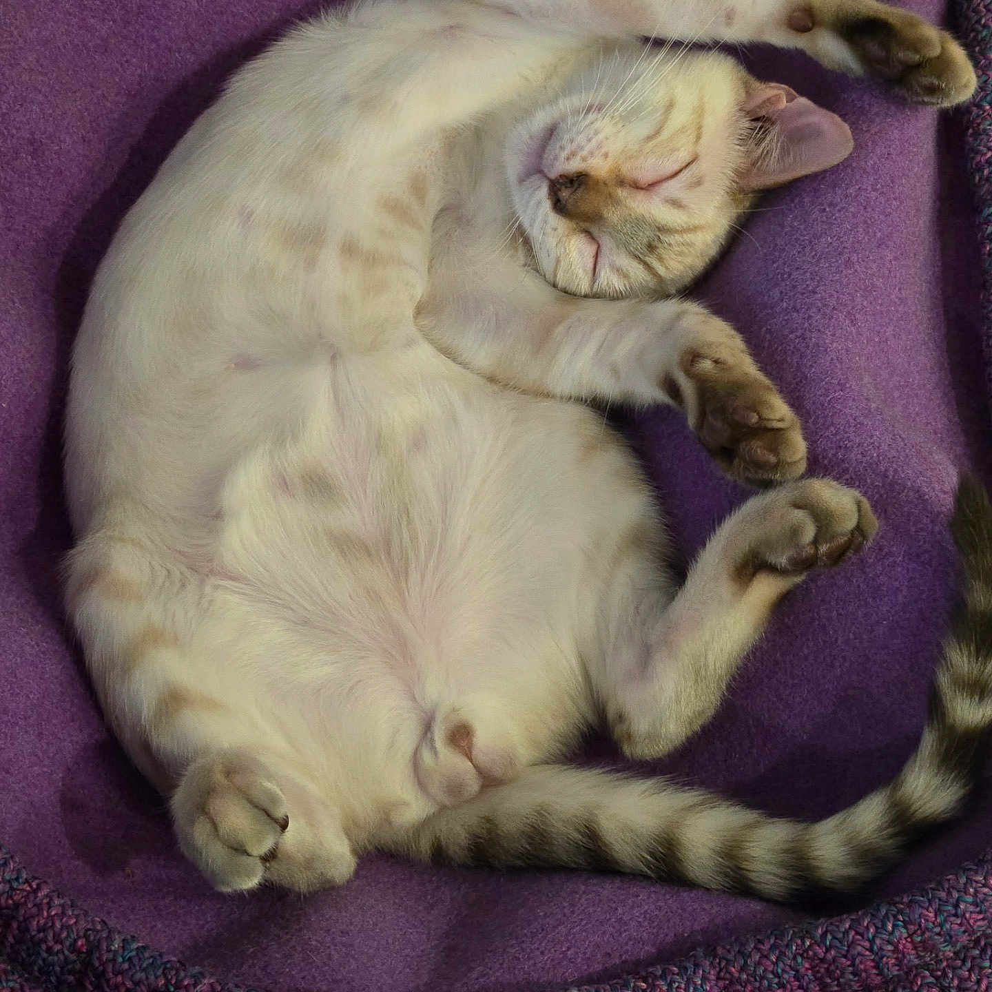 Albus