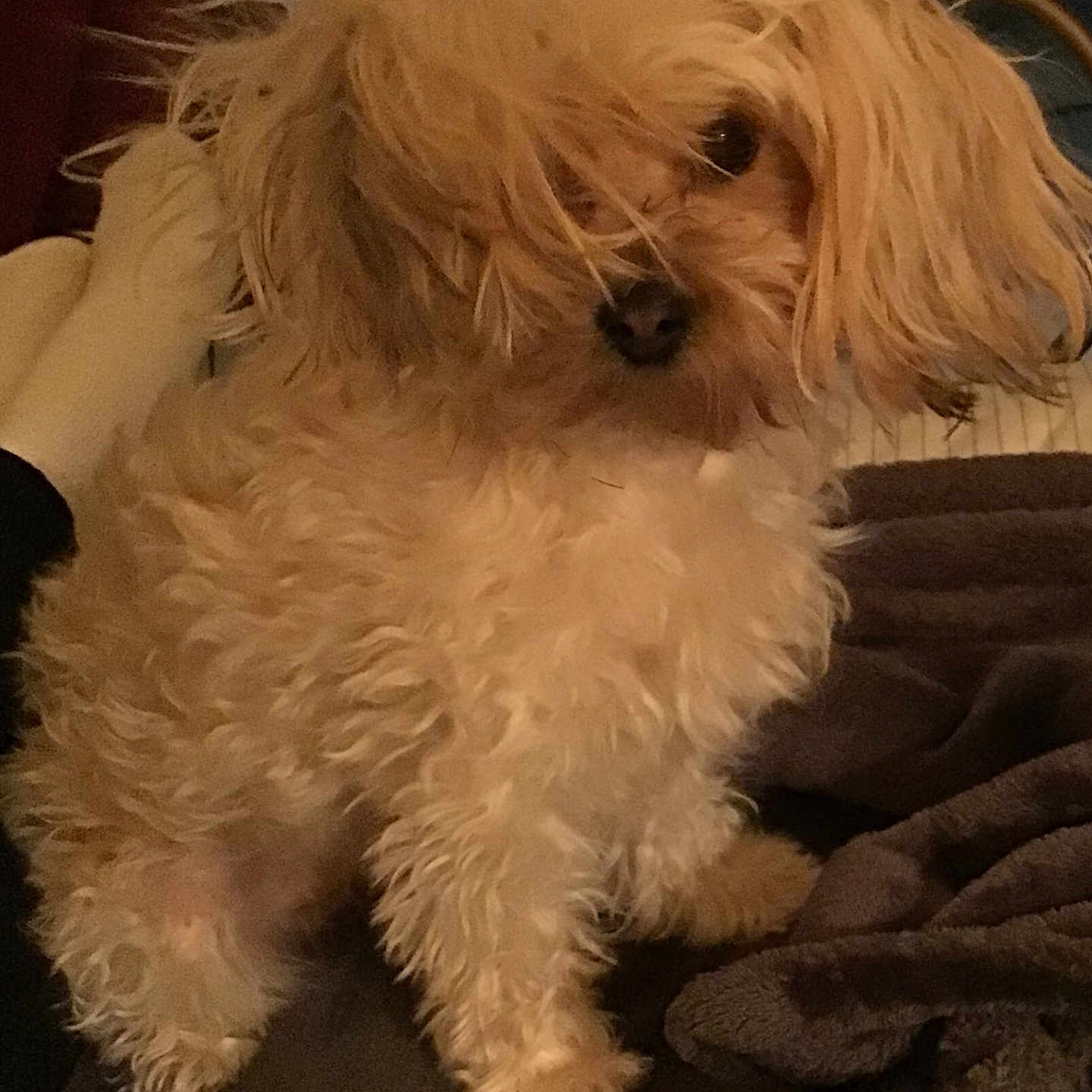 Nova is registered to the contest to win money with this photo: animal, bison, canine, cockerspaniel, couch, dog, furniture, pet, poodle, puppy, terrier, whitedog
