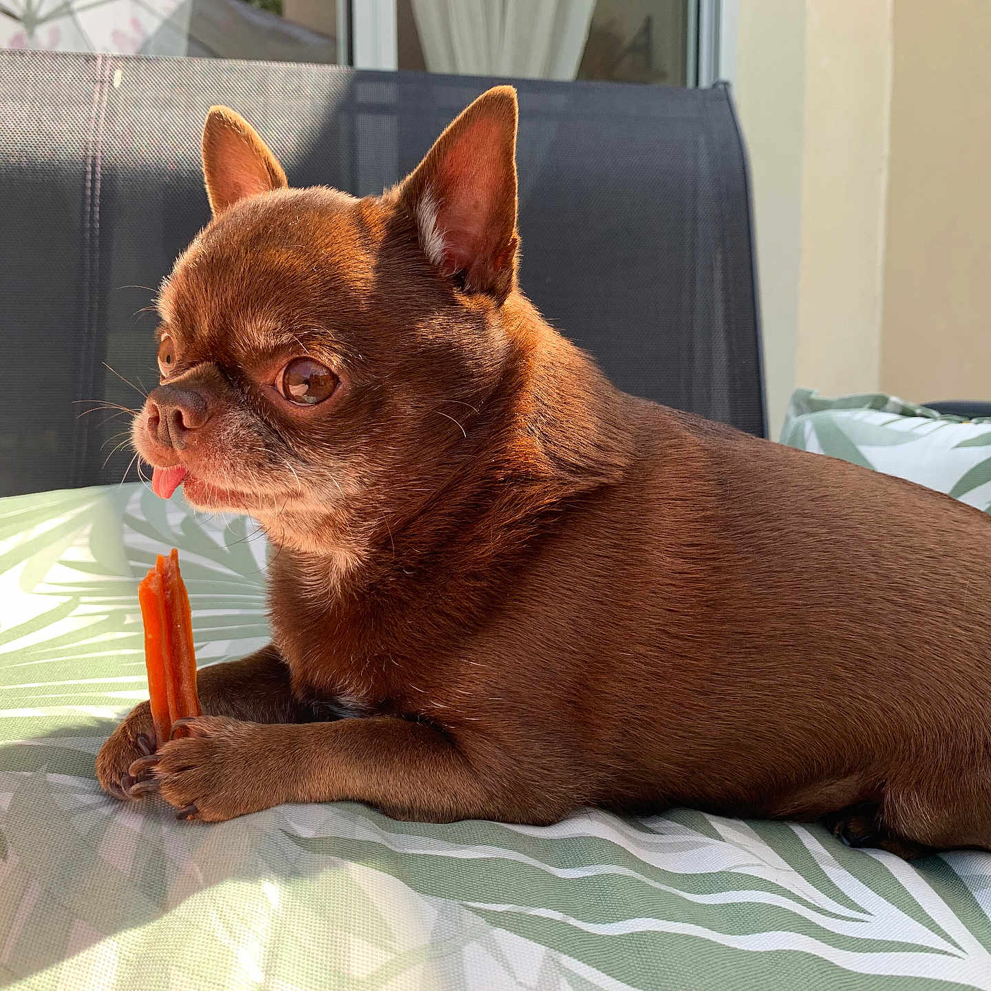 Olaf a rejoint le concours — aidez-le/la à gagner de superbes lots ! animal, bed, bulldog, canine, chihuahua, cream, cushion, dessert, dog, eating, food, frenchbulldog, furniture, homedecor, hotdog, icecream, person, pet, pug, puppy