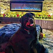 Mocha joined the competition — help win amazing prizes! animal, collar, cozy, cushion, decorations, dog, electric_fireplace, fireplace, floor, furniture, holiday_lights, home_decor, indoor, living_room, pet, poinsettia, rottweiler, rug, toy, warm_lighting