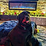 animal, collar, cozy, cushion, decorations, dog, electric_fireplace, fireplace, floor, furniture, holiday_lights, home_decor, indoor, living_room, pet, poinsettia, rottweiler, rug, toy, warm_lighting