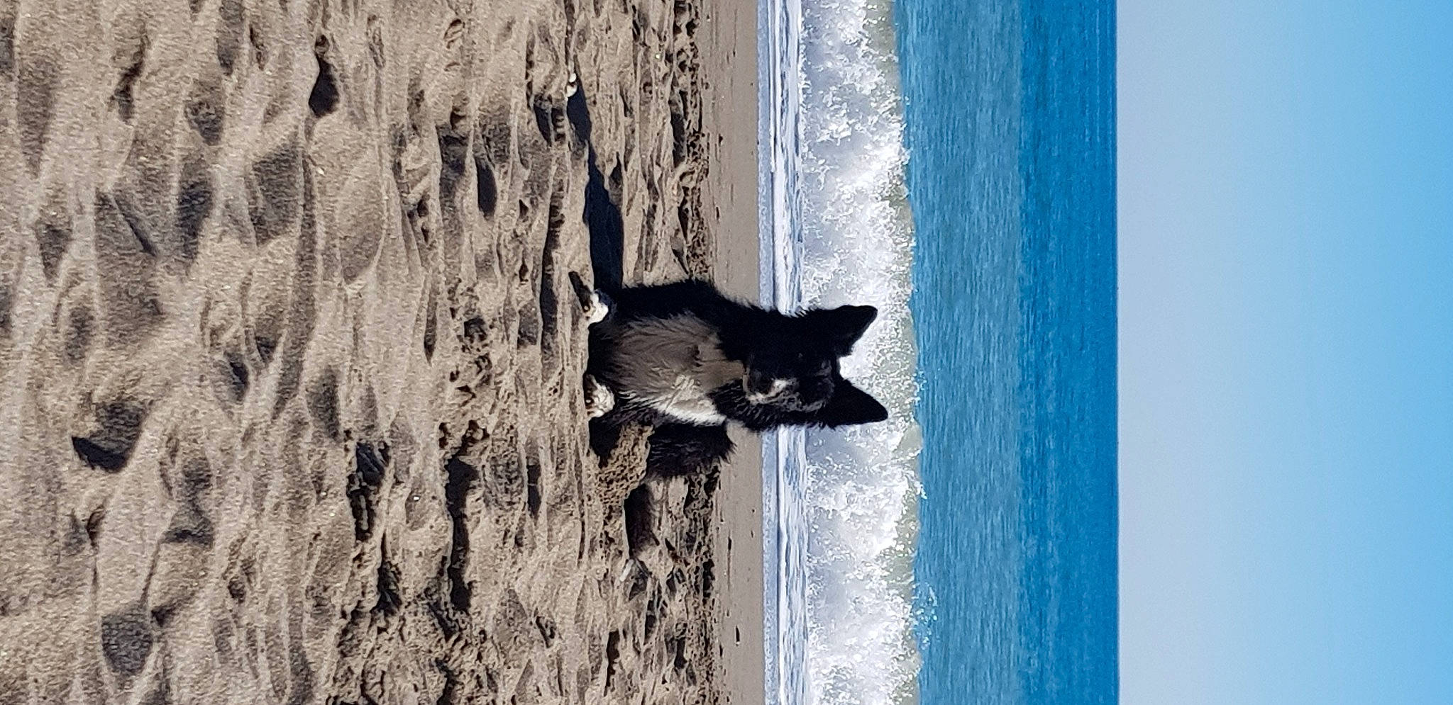 Iska a rejoint le concours — aidez-le/la à gagner de superbes lots ! beach, body_of_water, carnivore, electric_blue, felidae, grey, ocean, plant, reflection, sand, shadow, sky, tail, tints_and_shades, tree, trunk, water, wind_wave, window, wood