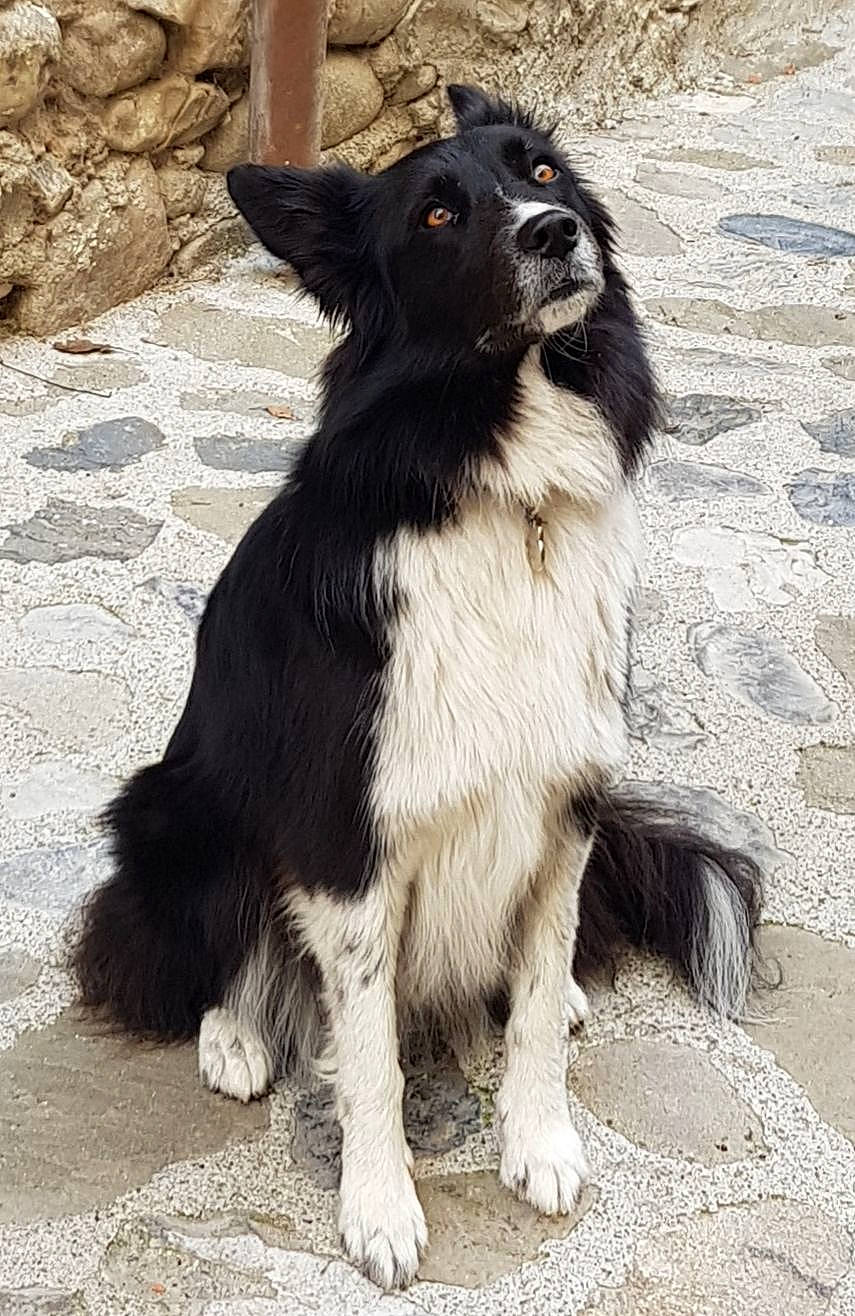 Iska participe au concours pour gagner de l'argent avec cette photo : canidae, carnivore, claw, companion_dog, dog, dog_breed, fur, herding_dog, snout, sporting_group, tail, terrestrial_animal, working_animal, working_dog