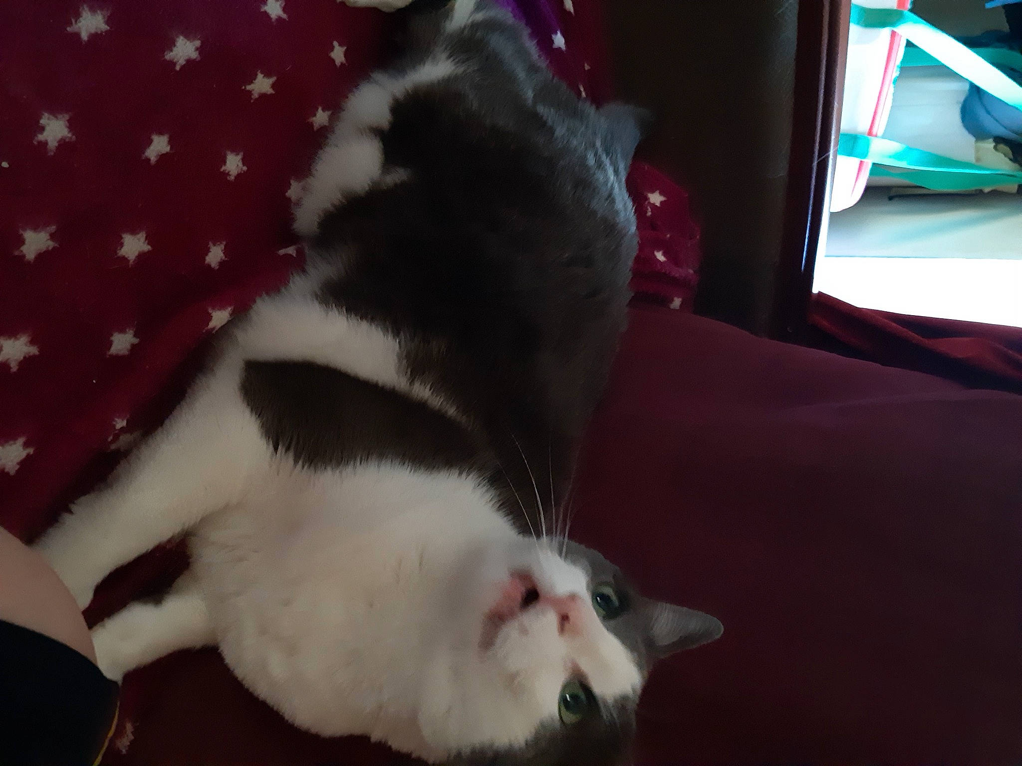 Mistigri participe au concours pour gagner de l'argent avec cette photo : canidae, carnivore, cat, claw, comfort, dog_breed, domestic_short_haired_cat, felidae, fur, muroidea, paw, rodent, room, small_to_medium_sized_cats, snout, sporting_group, tail, television, whiskers