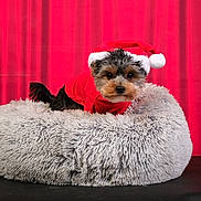 Louna a rejoint le concours — aidez-le/la à gagner de superbes lots ! dog, puppy, santa_hat, red_sweater, pet_bed, fluffy_bed, holiday, christmas, festive, cute, small_dog, indoor, red_background, curtain, fur, adorable, animal, pet, cozy, portrait