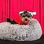 dog, puppy, santa_hat, red_sweater, pet_bed, fluffy_bed, holiday, christmas, festive, cute, small_dog, indoor, red_background, curtain, fur, adorable, animal, pet, cozy, portrait