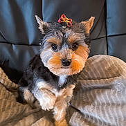 Louna a rejoint le concours — aidez-le/la à gagner de superbes lots ! adorable, black, blanket, bow, brown, cozy, cute, dog, ears, face, fluffy, fur, indoor, leather_couch, looking, paw, pet, sitting, small_dog, white