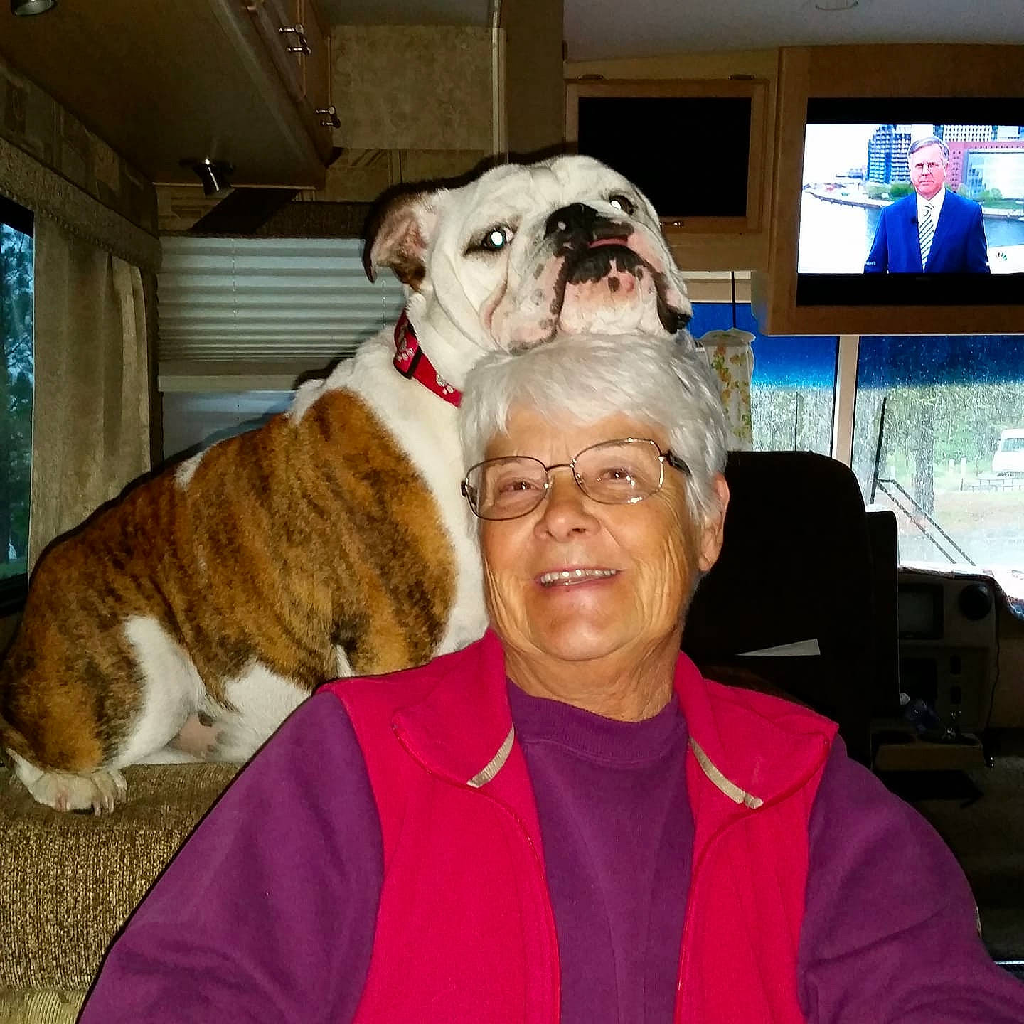 Dr. Watson is registered to the contest to win money with this photo: american_bulldog, australian_bulldog, british_bulldogs, bulldog, canidae, carnivore, companion_dog, dog, dog_breed, fawn, mammal, non_sporting_group, old_english_bulldog, olde_english_bulldogge, puppy_love, renascence_bulldogge, selfie, smile, toy_bulldog, valley_bulldog