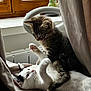 kitten, cat, two_kittens, tabby_cat, white_cat, playful, paws, whiskers, window, curtain, radiator, indoor, sunlight, cozy, fabric, pet, fur, close_up, resting, portrait
