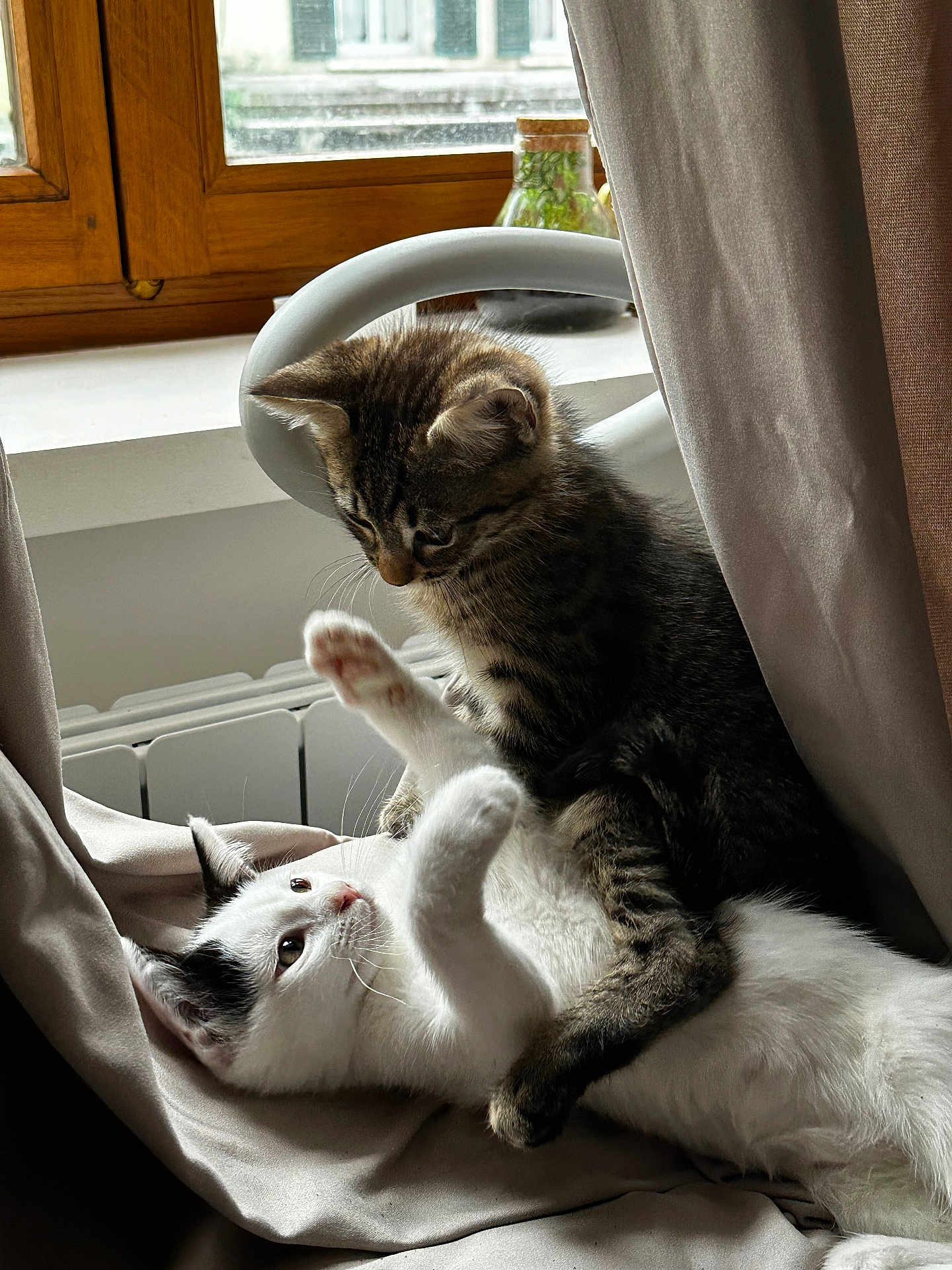 Sushi a rejoint le concours — aidez-le/la à gagner de superbes lots ! kitten, cat, two_kittens, tabby_cat, white_cat, playful, paws, whiskers, window, curtain, radiator, indoor, sunlight, cozy, fabric, pet, fur, close_up, resting, portrait