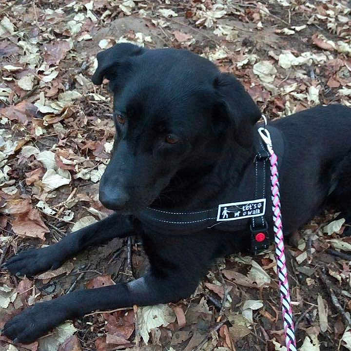 Laya
