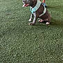 King joined the competition — help win amazing prizes! dog, puppy, harness, leash, person, legs, grass, outdoor, pet, canine, sitting, tongue_out, happy, animal, green, playful, young_dog, short_hair, side_view, footwear