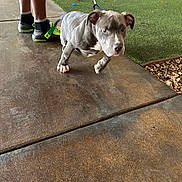 King is registered to the contest to win money with this photo: puppy, dog, leash, concrete_floor, artificial_grass, rocks, person_legs, socks, shoes, walking, pet, animal, indoor, casual, playful, young_dog, gray_dog, curious, sidewalk, footwear