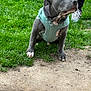 King is registered to the contest to win money with this photo: dog, gray_dog, harness, grass, dirt, outdoor, pet, canine, leash, sneakers, person, sitting, calm, closeup, animal, paw, short_hair, side_view, daylight, nature
