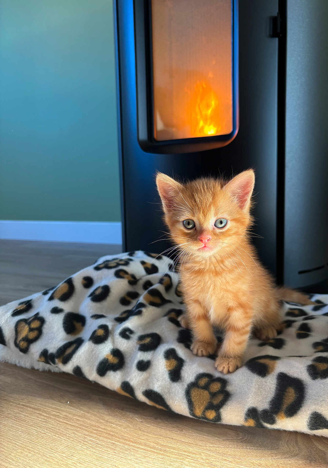 Cheetos participe au concours pour gagner de l'argent avec cette photo : kitten, orange_kitten, cat, pet, stove, fireplace, blanket, paw_prints, leopard_pattern, plush_blanket, wood_floor, blue_eyes, whiskers, ears, indoor, cozy, sunlit, portrait, closeup, adorable