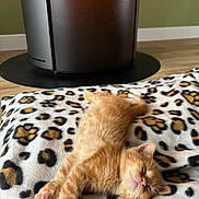 Cheetos a rejoint le concours — aidez-le/la à gagner de superbes lots ! kitten, cat, sleeping, blanket, paw_print, heater, flame, indoor, cozy, fur, cute, pet, resting, orange_tabby, wood_floor, home, portrait, closeup, soft, domestic_animal