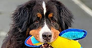 Purple a rejoint le concours — aidez-le/la à gagner de superbes lots ! dog, bernese_mountain_dog, toy, colorful, outdoor, pavement, fur, pet, animal, playful, brown, black, white, ears, face, nose, mouth, cute, fluffy, looking