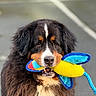 dog, bernese_mountain_dog, toy, colorful, outdoor, pavement, fur, pet, animal, playful, brown, black, white, ears, face, nose, mouth, cute, fluffy, looking