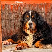 Purple a rejoint le concours — aidez-le/la à gagner de superbes lots ! dog, bernese_mountain_dog, pet, animal, lying_down, fur, tricolor, outdoor, sunlight, tile_floor, wood, orange_background, calm, relaxed, large_dog, paw, face, fluffy, resting, portrait