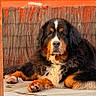 dog, bernese_mountain_dog, pet, canine, fur, outdoor, resting, lying_down, animal, mammal, paw, snout, brown, black, white, orange, portrait, calm, fence, floor