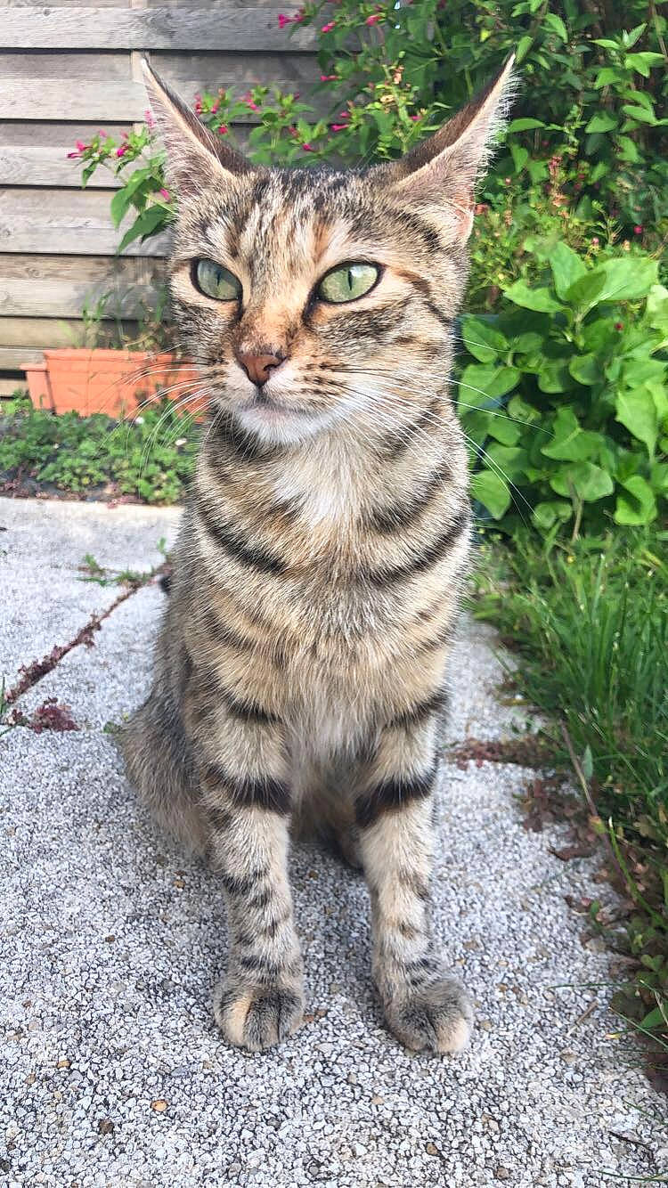 Princesse participe au concours pour gagner de l'argent avec cette photo : carnivore, cat, claw, domestic_short_haired_cat, felidae, fur, grass, groundcover, paw, plant, small_to_medium_sized_cats, snout, tail, terrestrial_animal, whiskers, wildlife