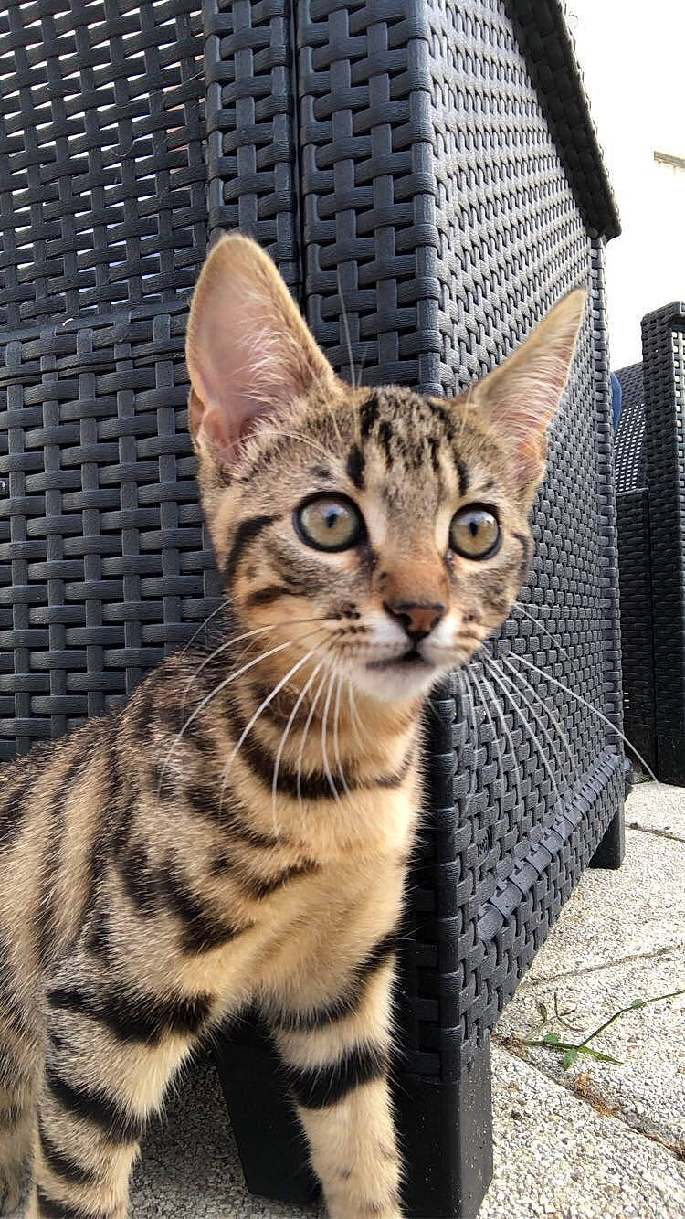 Diablesse a rejoint le concours — aidez-le/la à gagner de superbes lots ! carnivore, cat, domestic_short_haired_cat, felidae, fur, mesh, sitting, small_to_medium_sized_cats, snout, terrestrial_animal, whiskers, wildlife