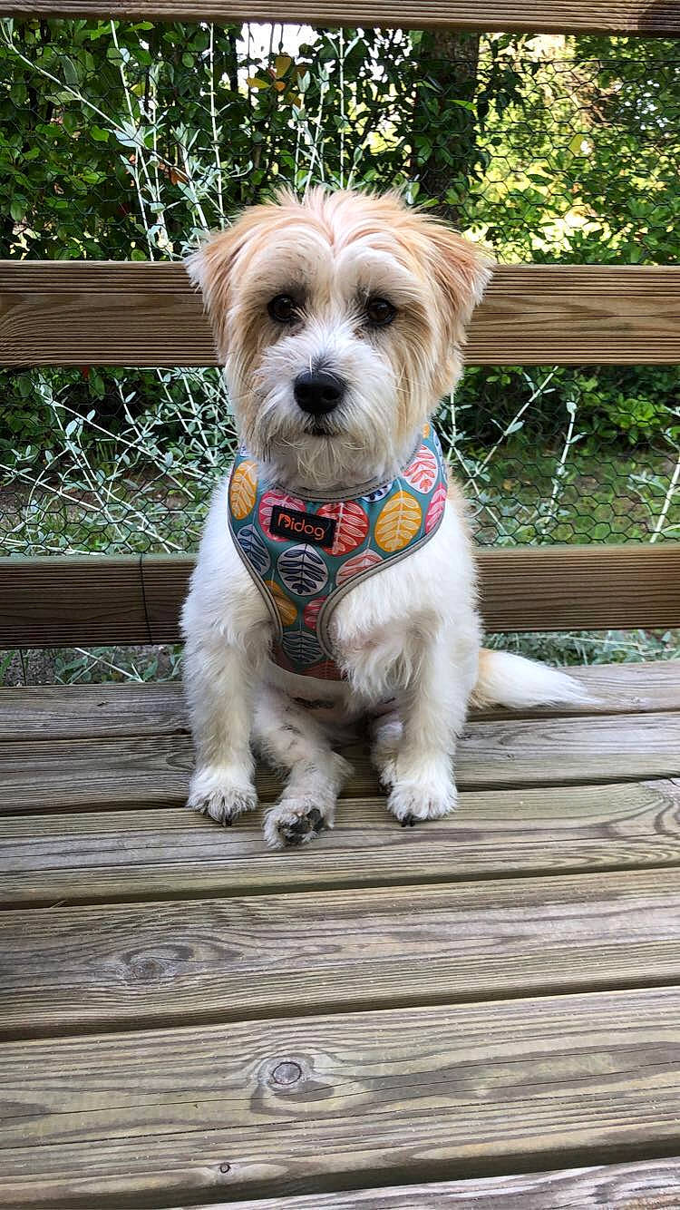 Oska participe au concours pour gagner de l'argent avec cette photo : carnivore, collar, companion_dog, dog, dog_breed, dog_clothes, dog_collar, dog_supply, fashion_accessory, fawn, fence, grass, leash, liver, pet_supply, small_terrier, terrier, toy_dog, wood, working_animal