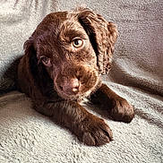 Tess joined the competition — help win amazing prizes! puppy, dog, brown, cute, pet, fur, animal, young, lying_down, blanket, soft, indoor, closeup, portrait, adorable, eyes, face, paw, fluffy, cozy
