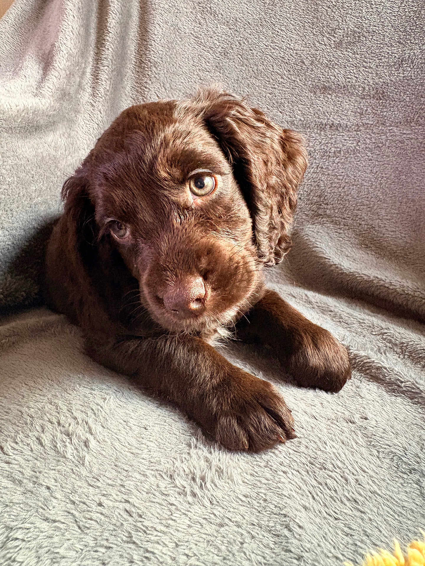 Tess joined the competition — help win amazing prizes! puppy, dog, brown, cute, pet, fur, animal, young, lying_down, blanket, soft, indoor, closeup, portrait, adorable, eyes, face, paw, fluffy, cozy