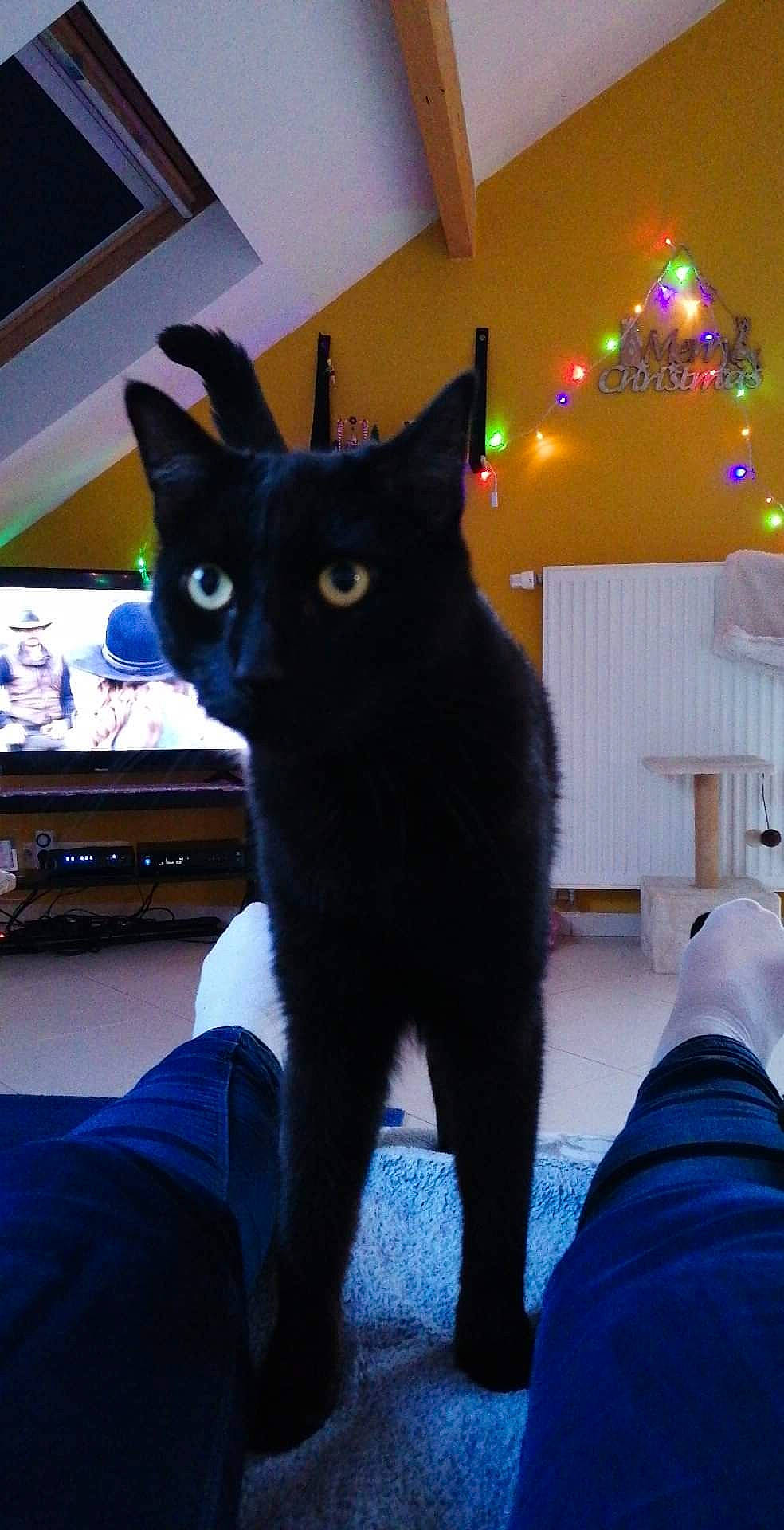 Kiki a rejoint le concours — aidez-le/la à gagner de superbes lots ! black_cat, bombay, carnivore, cat, claw, comfort, domestic_short_haired_cat, electric_blue, event, felidae, fur, grey, havana_brown, light, paw, sitting, small_to_medium_sized_cats, tail, whiskers, window