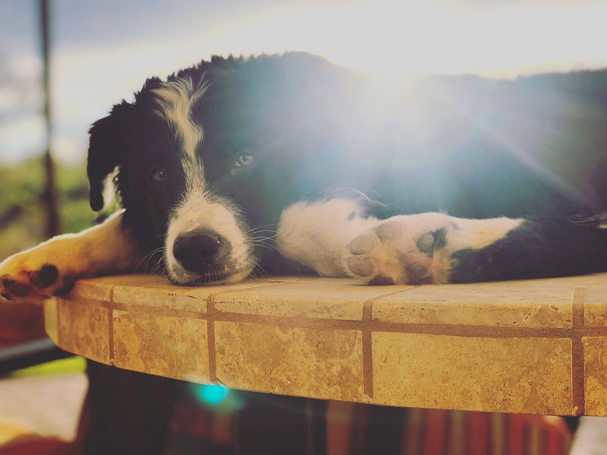 Karl is registered to the contest to win money with this photo: border_collie, canidae, carnivore, cloud, companion_dog, dog, dog_breed, landseer, love, nose, puppy, puppy_love, sky, snout, sporting_group, square, sunlight, sunset