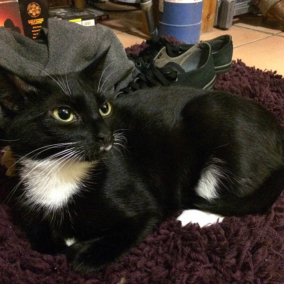 Allie Cat joined the competition — help win amazing prizes!