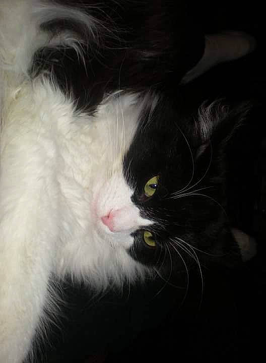 Oreo joined the competition — help win amazing prizes! black_cat, carnivore, cat, claw, comfort, darkness, domestic_short_haired_cat, eye, felidae, fur, iris, monochrome_photography, paw, sand, small_to_medium_sized_cats, snout, tail, whiskers