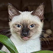 Momo joined the competition — help win amazing prizes! cat, siamese_cat, blue_eyes, blep, pet, animal, feline, close_up, portrait, whiskers, pointed_ears, cream_fur, dark_face, indoor, houseplant, green_leaves, brown_background, front_view, cute, funny