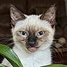 cat, siamese_cat, blue_eyes, blep, pet, animal, feline, close_up, portrait, whiskers, pointed_ears, cream_fur, dark_face, indoor, houseplant, green_leaves, brown_background, front_view, cute, funny