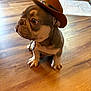 Sully is registered to the contest to win money with this photo: dog, french_bulldog, puppy, hat, cowboy_hat, pet, indoor, wooden_floor, curious, small, brown, cute, animal, domestic_animal, sitting, young, adorable, looking_away, fur, companion