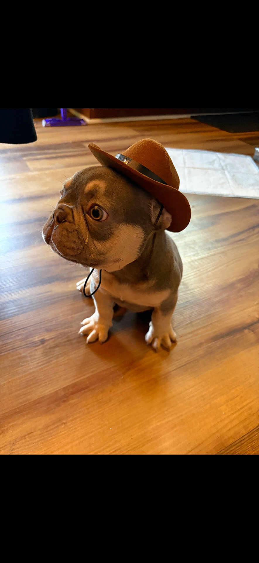 Sully is registered to the contest to win money with this photo: dog, french_bulldog, puppy, hat, cowboy_hat, pet, indoor, wooden_floor, curious, small, brown, cute, animal, domestic_animal, sitting, young, adorable, looking_away, fur, companion