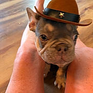 Sully joined the competition — help win amazing prizes! dog, puppy, french_bulldog, cowboy_hat, hat, pet, animal, indoor, wooden_floor, legs, person, brown, adorable, cute, young, sitting, close_up, face, ears, whiskers