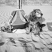 Taz a rejoint le concours — aidez-le/la à gagner de superbes lots ! dog, beach, sand, backpack, harness, footwear, shadow, outdoor, pet, animal, fence, rippled_sand, summer, sunlight, sitting, side_view, canine, leisure, travel, vacation